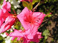 Azalee - Azalea Dispa (fam. Ericacees) (4) (Photo F. Mrugala)